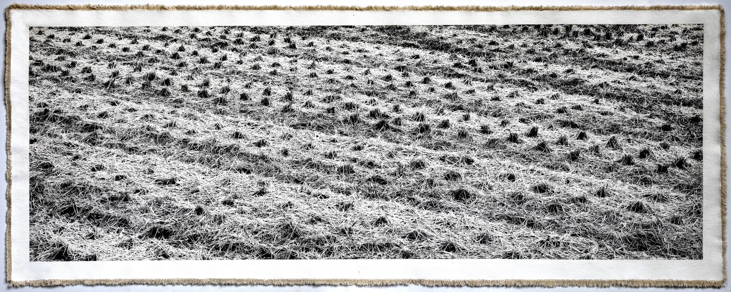 Rice Field Aso, III