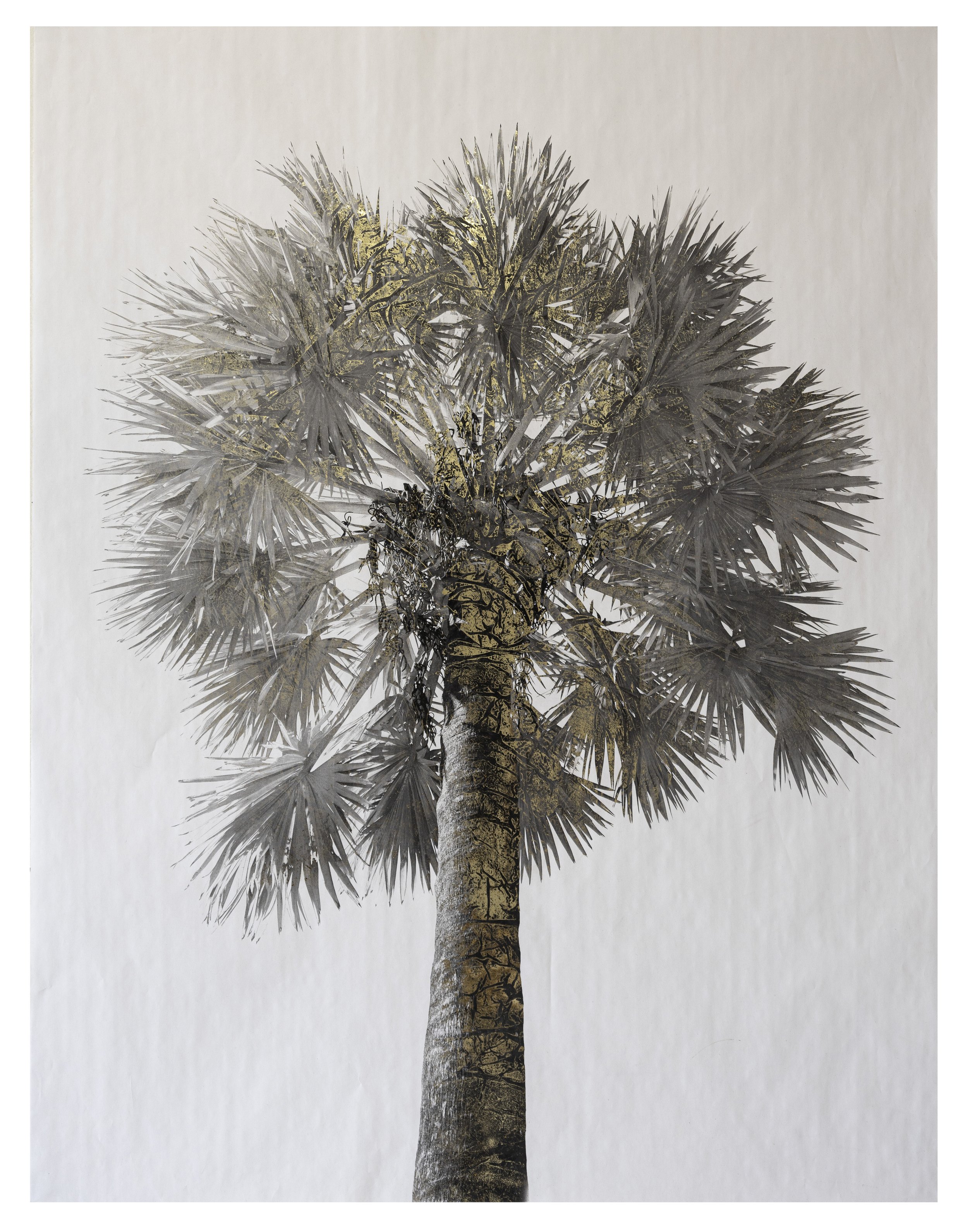 Fairchild Gardens Palm
