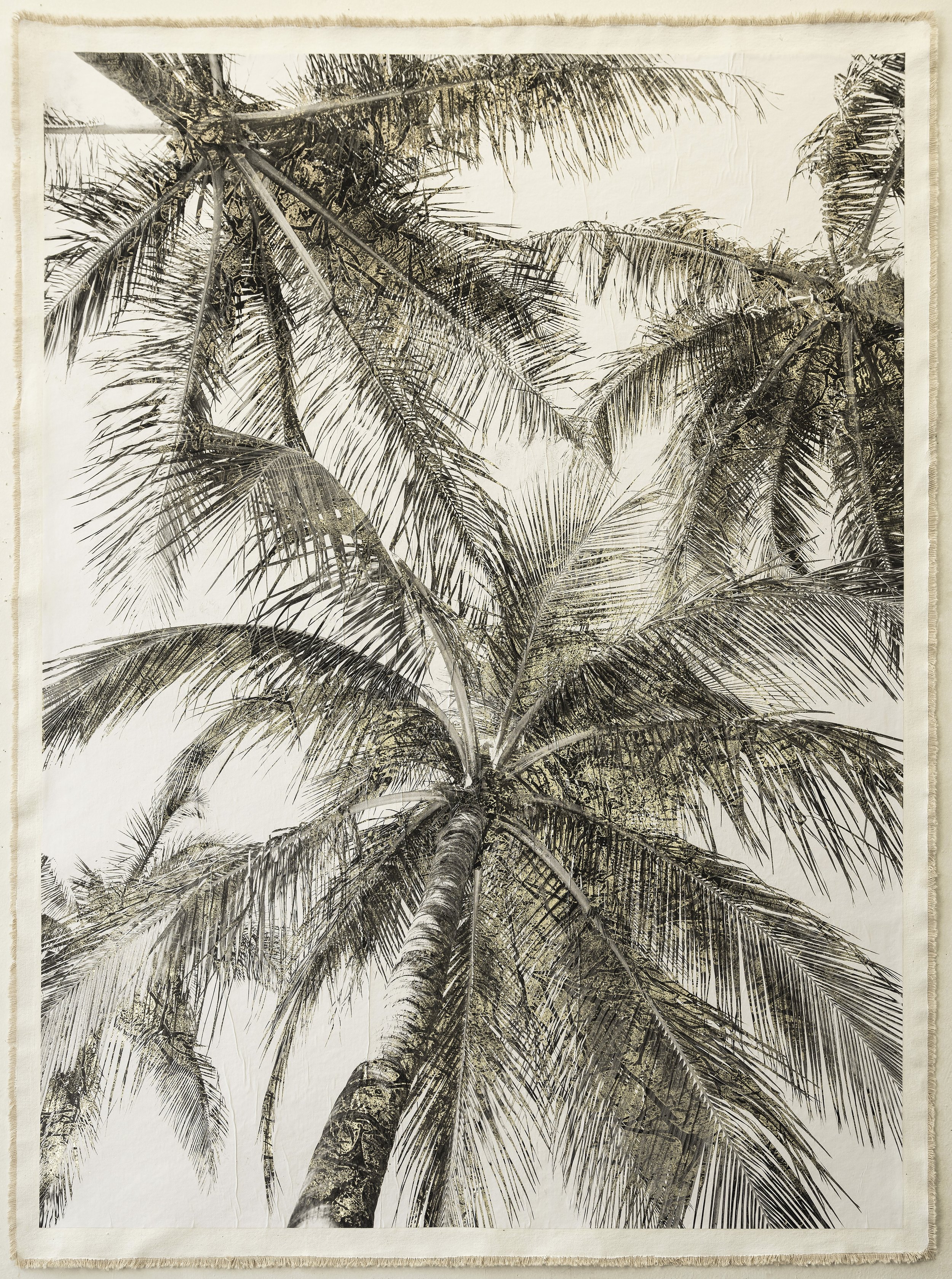 Palm Canopy, Key Biscane I
