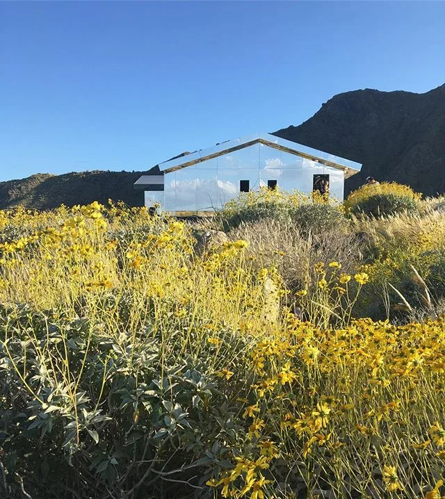 Endless fields of daffodils and chamomile (and desert wildflowers) #desertx
