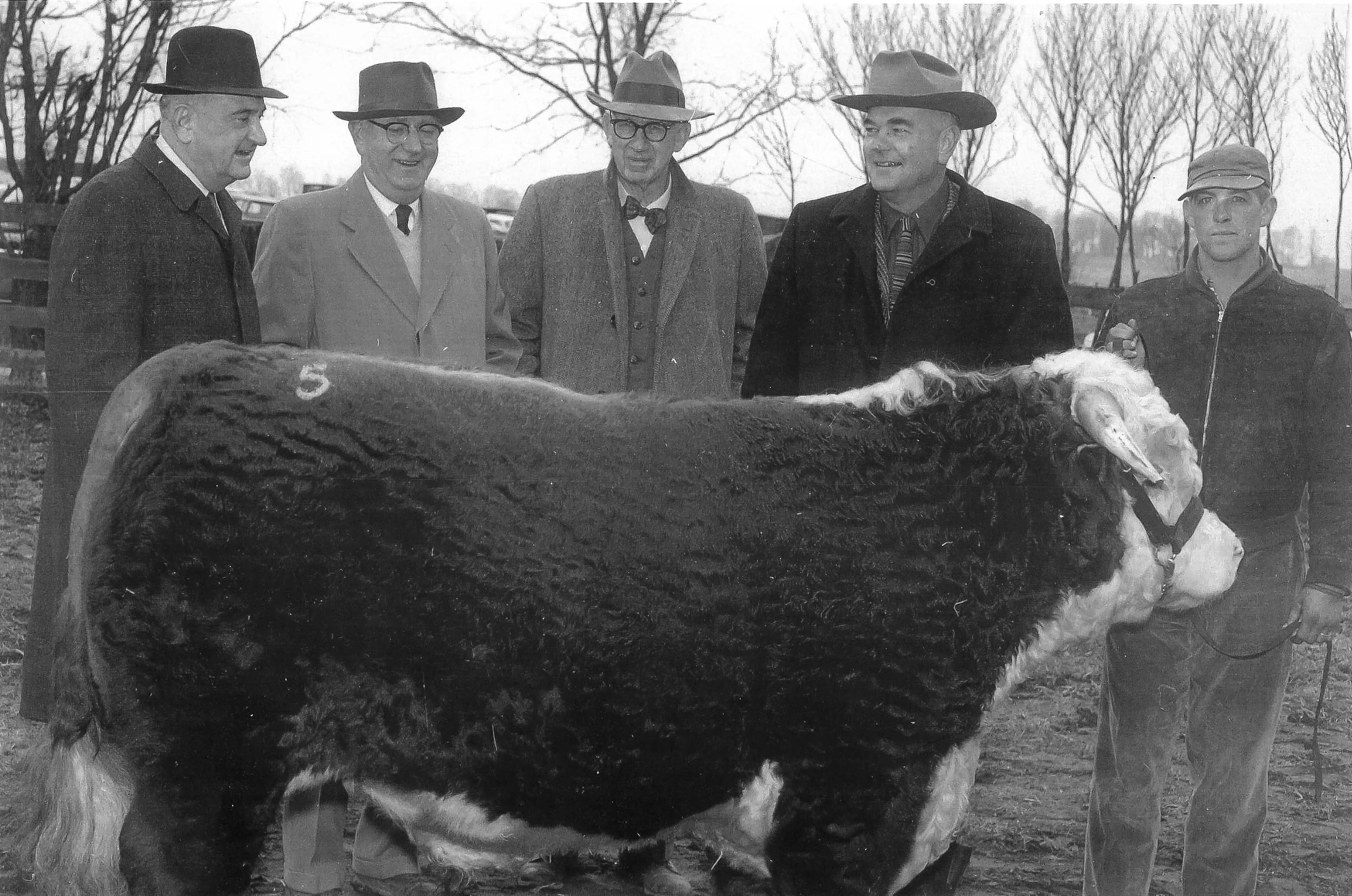 Kentucky basketball coach Adoph Rupp, Jake Herndon, Tom Bal dwin and two other men admiring one of Tom Baldwin's hereford bulls.