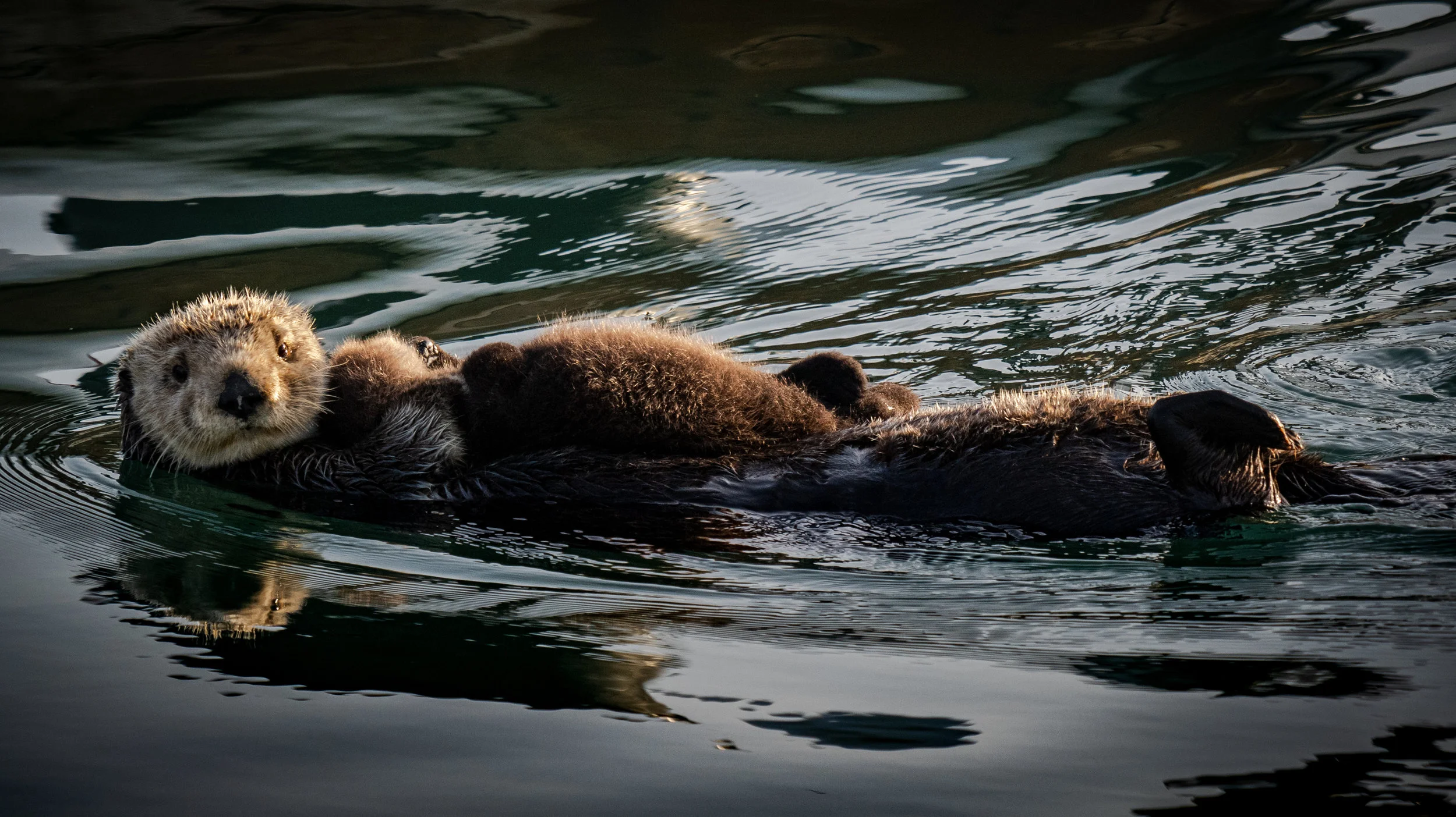 Adorable sea otters at your fingertips. Thanks Monterey Bay Aquarium!