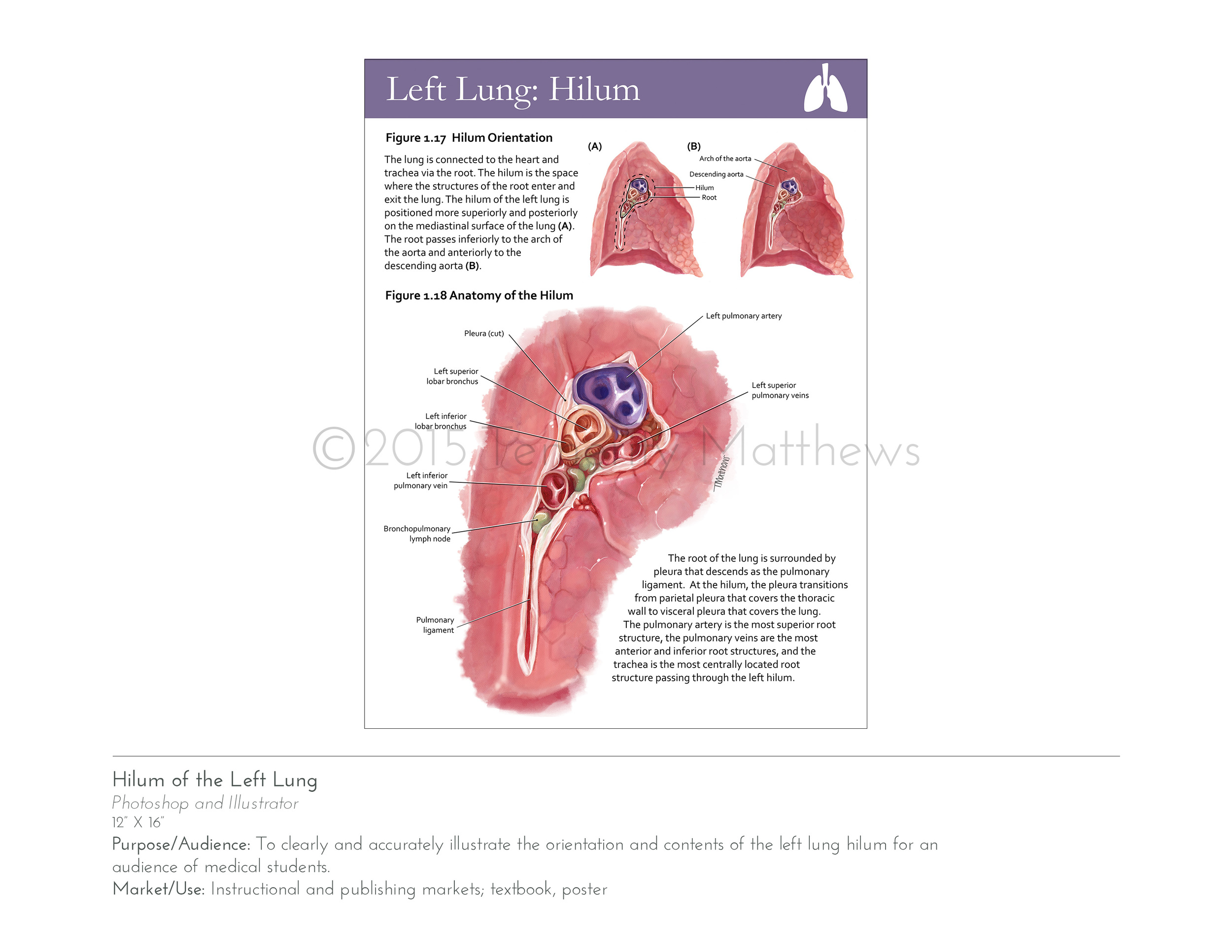 anatomyincolorweb2.jpg