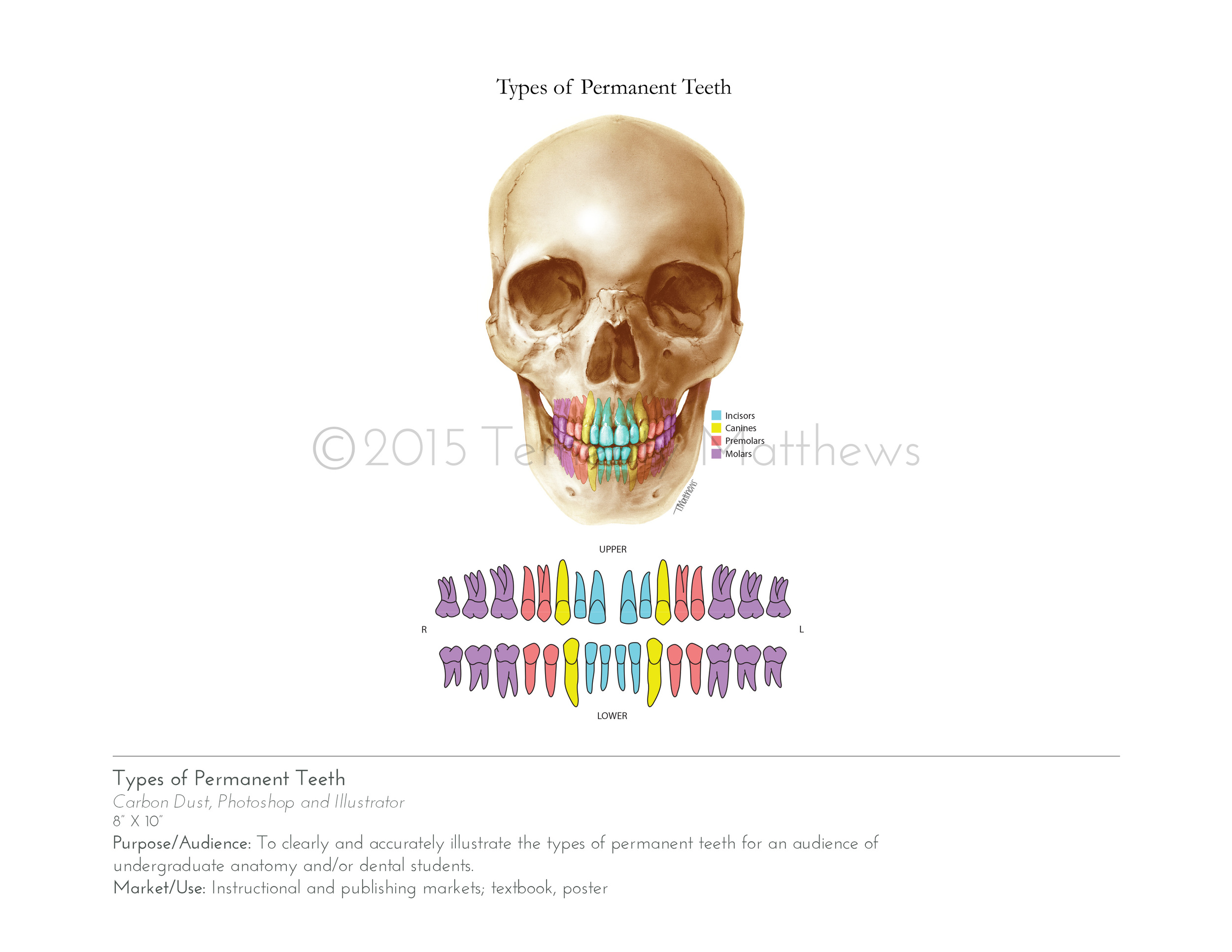 skullincolorweb2.jpg