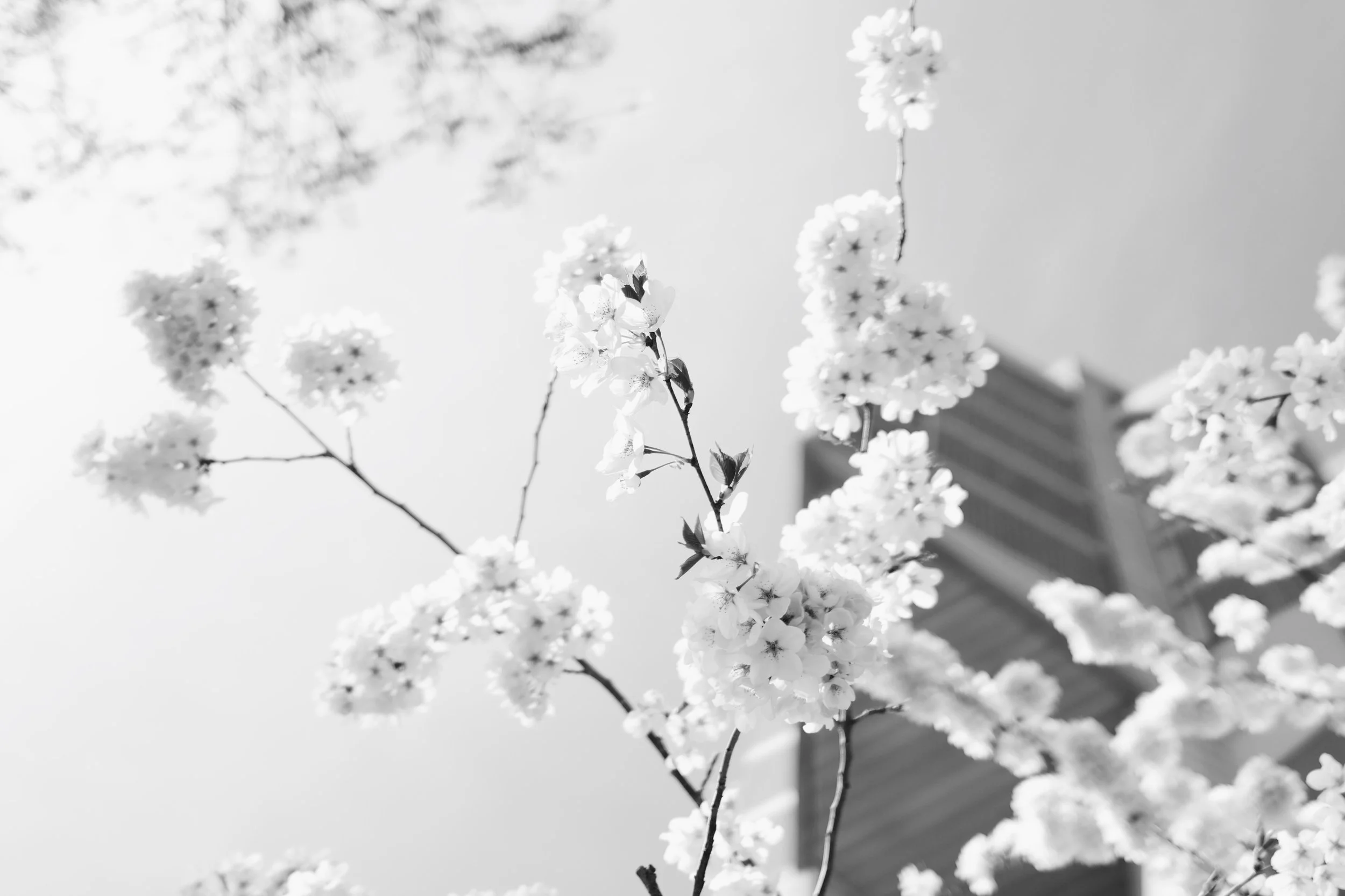 DSCF1669_VSCO 2.JPG