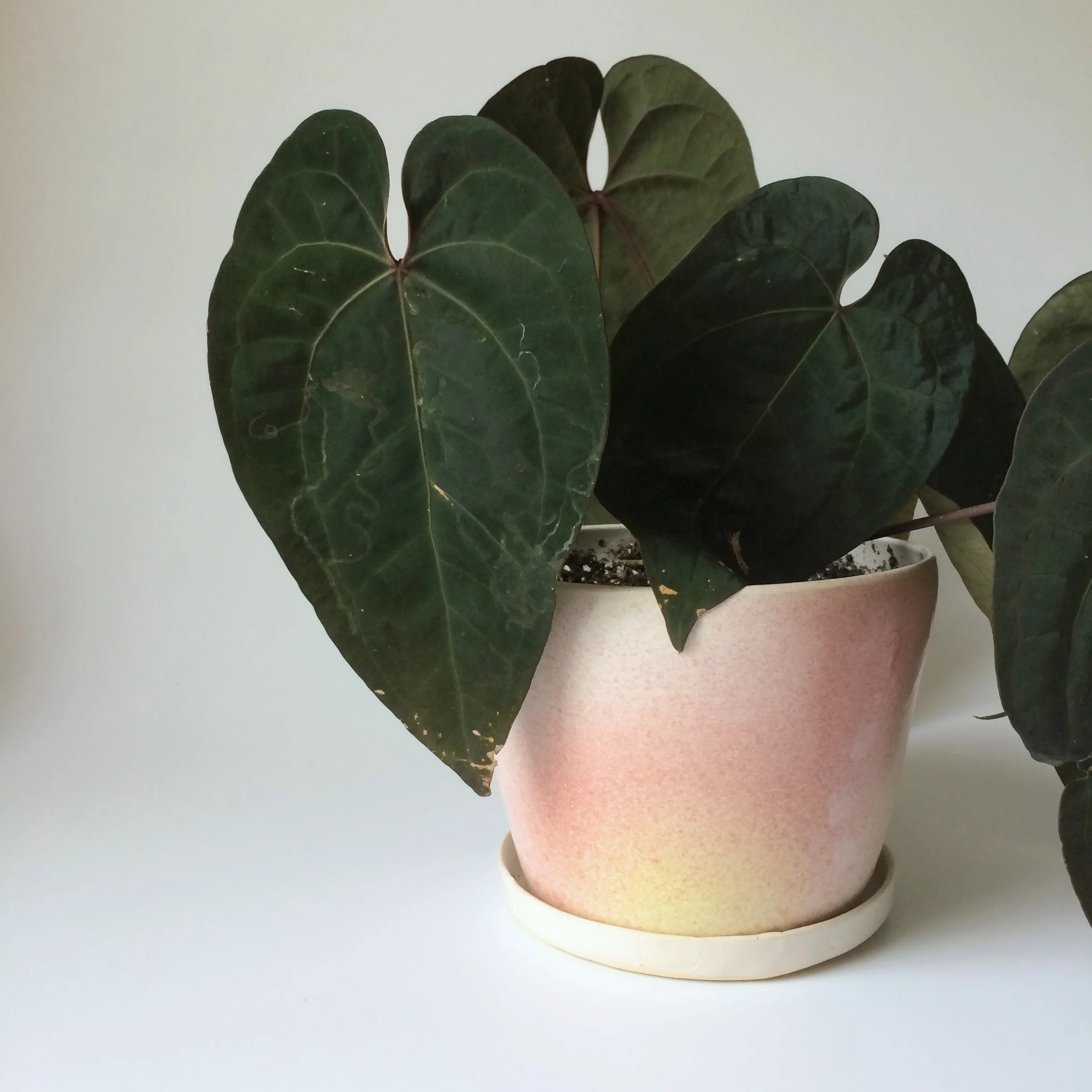 anthurium planter.jpg