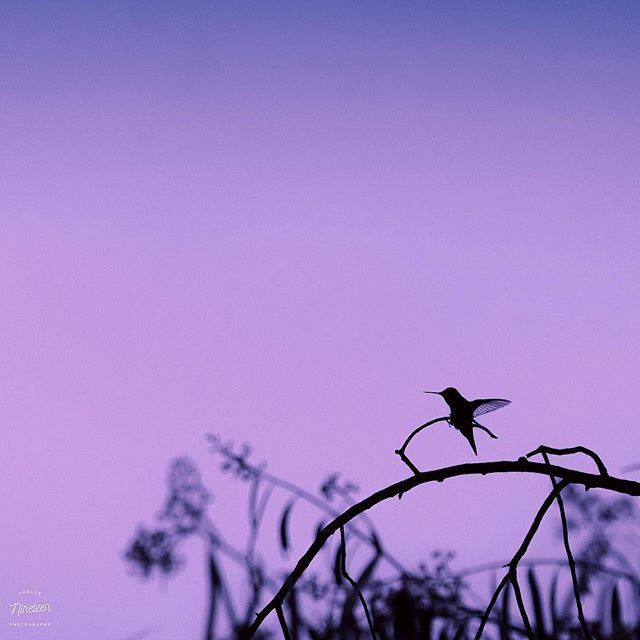 I chased her for the better part of 3 years...
.
.
.
.
#1219photography #hummingbird #canon #telephoto #teamcanon #birdsofinstagram birds