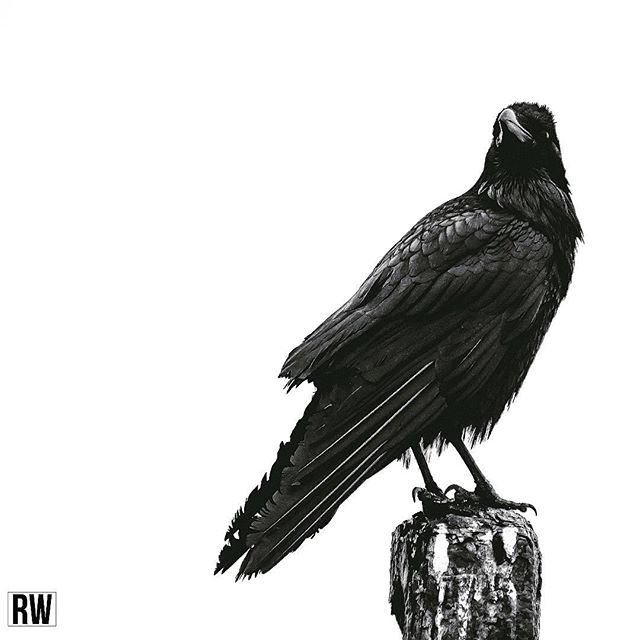 People once believed that when someone dies, a crow carries their soul to the land of the dead. But sometimes, something so bad happens that a terrible sadness is carried with it and the soul can't rest. Then sometimes, just sometimes, the crow can b