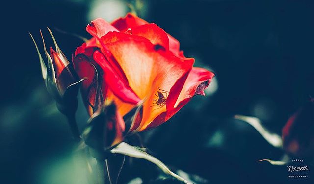 Along came a 🕷
.
.
.
#1219photography #rosegarden #california #roses #spiders #pentax #sigma