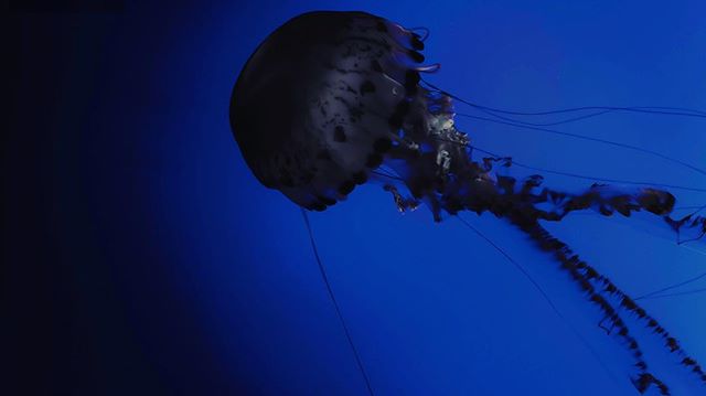 Lurking .
.
.
#1219photography #montereybayaquarium #jellyfish #teamcanon #california