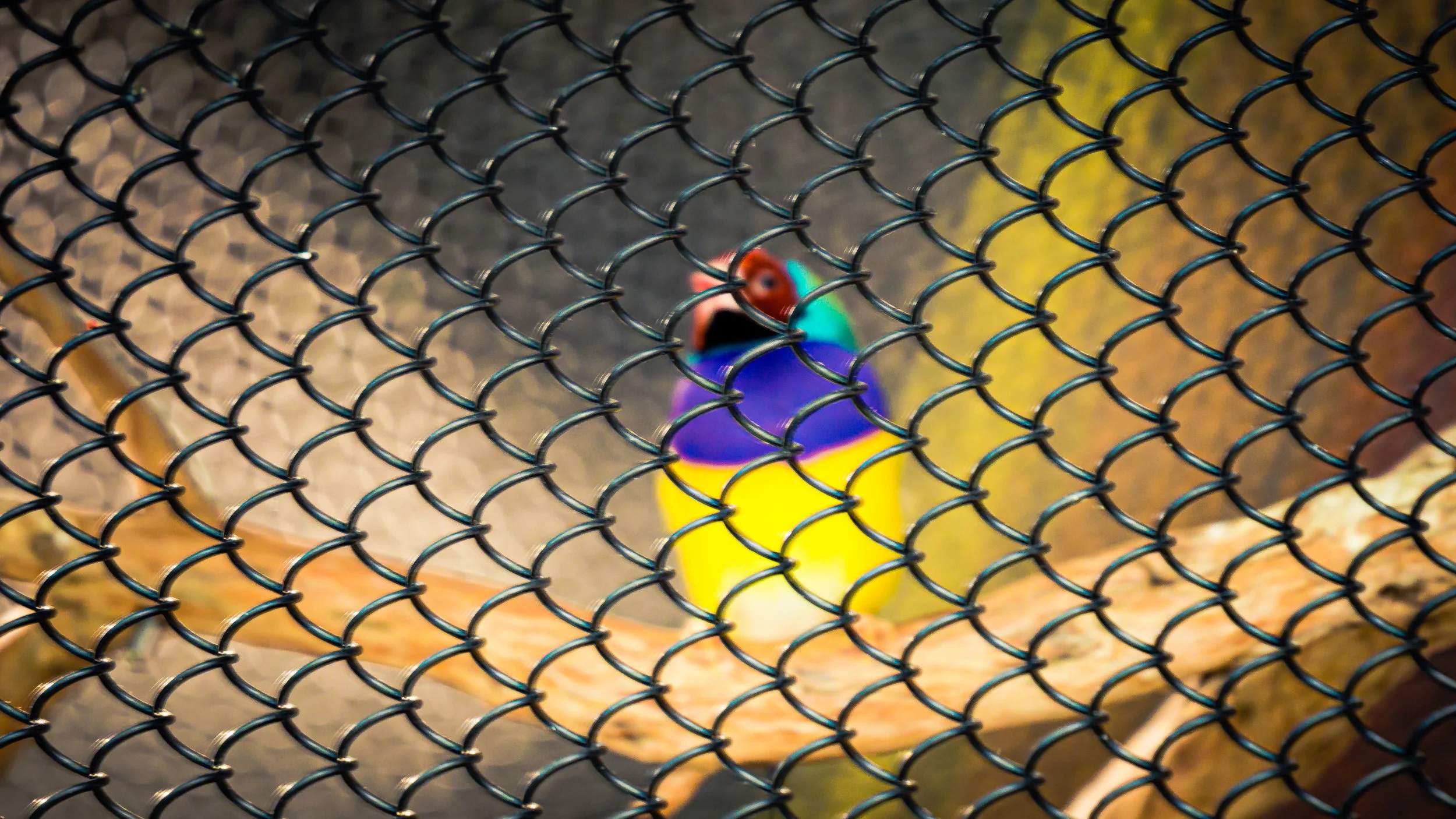 I know why she sings.