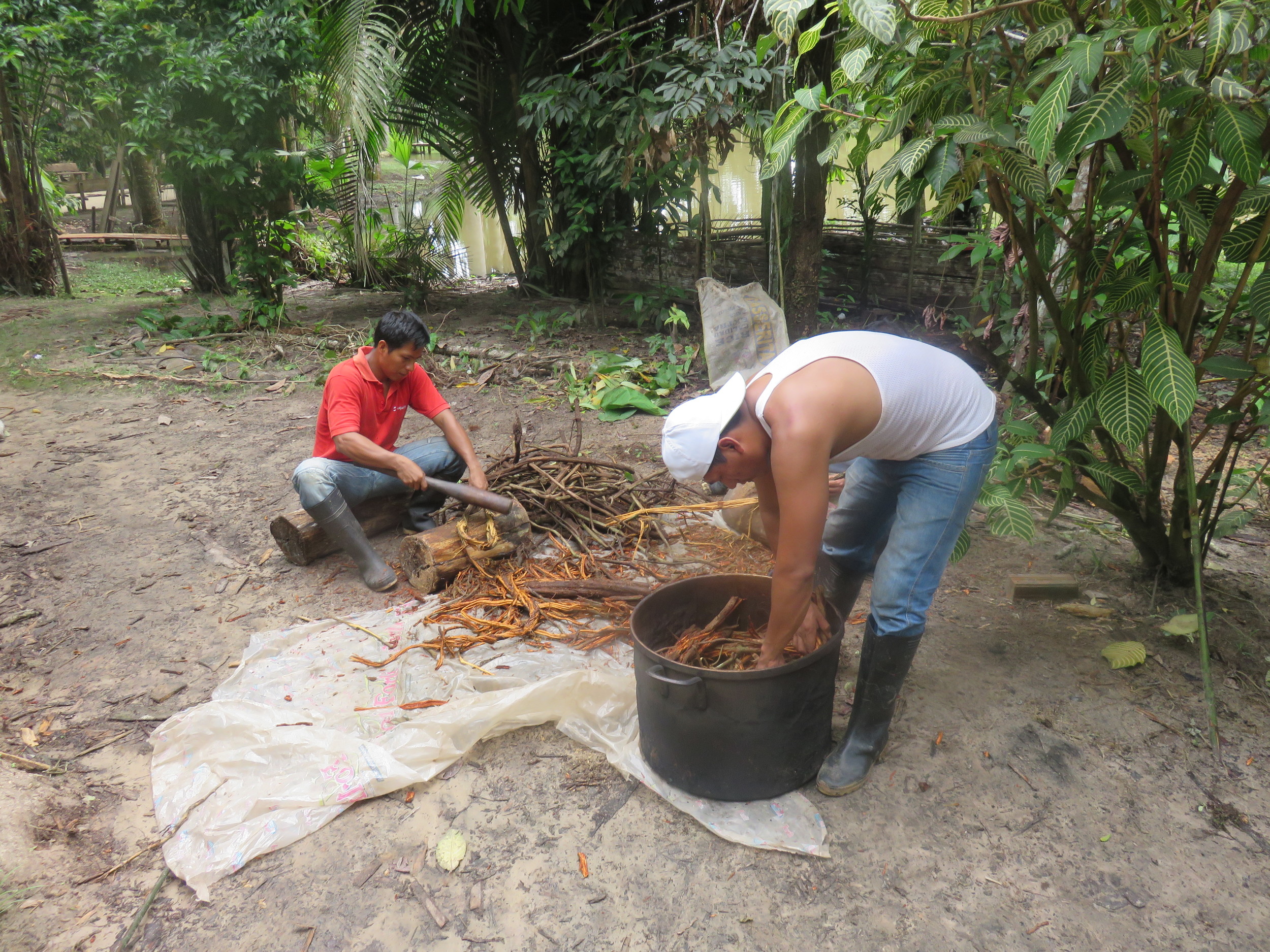 Ayahuasca preparation 