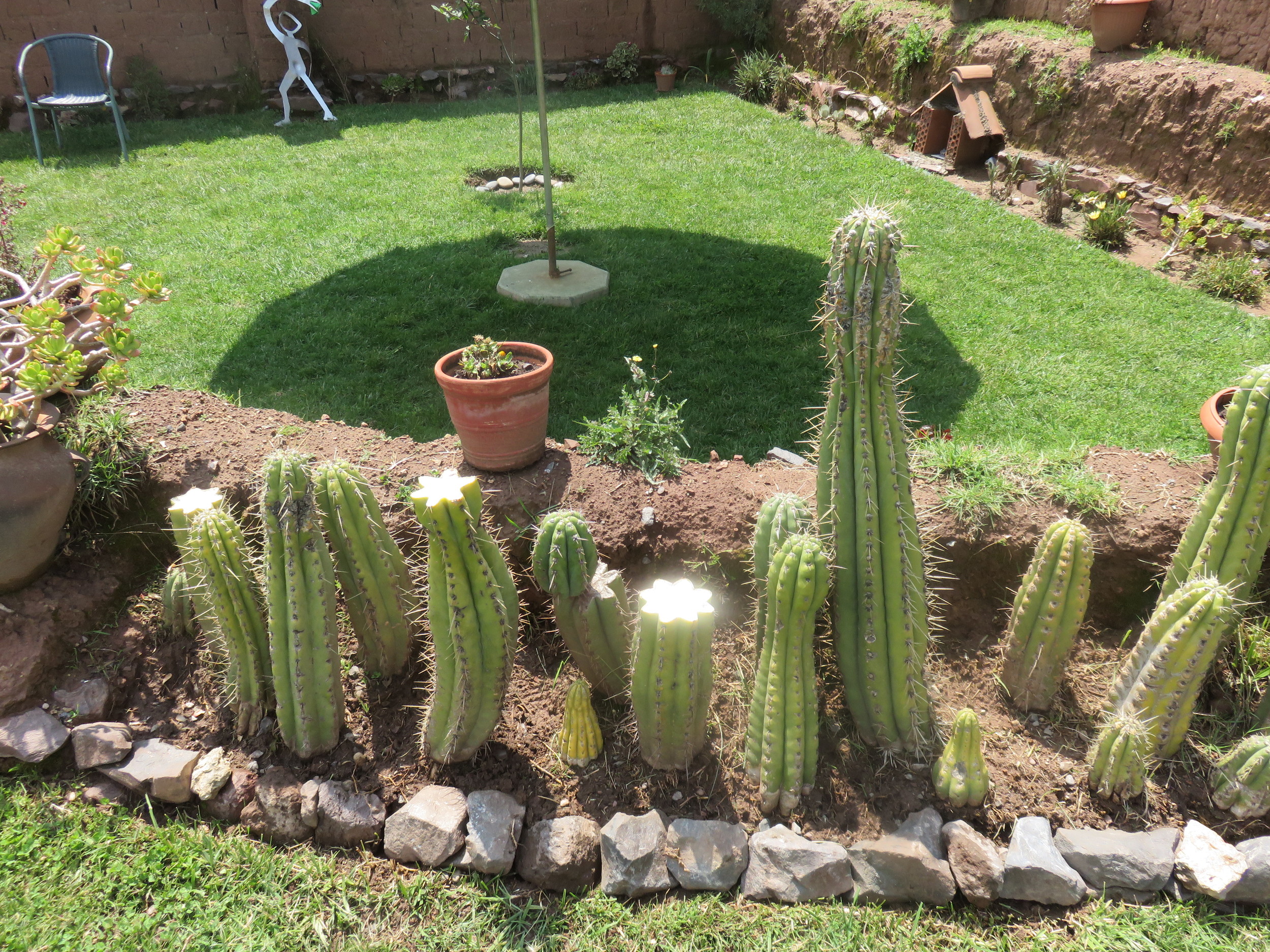 San Pedro cactus