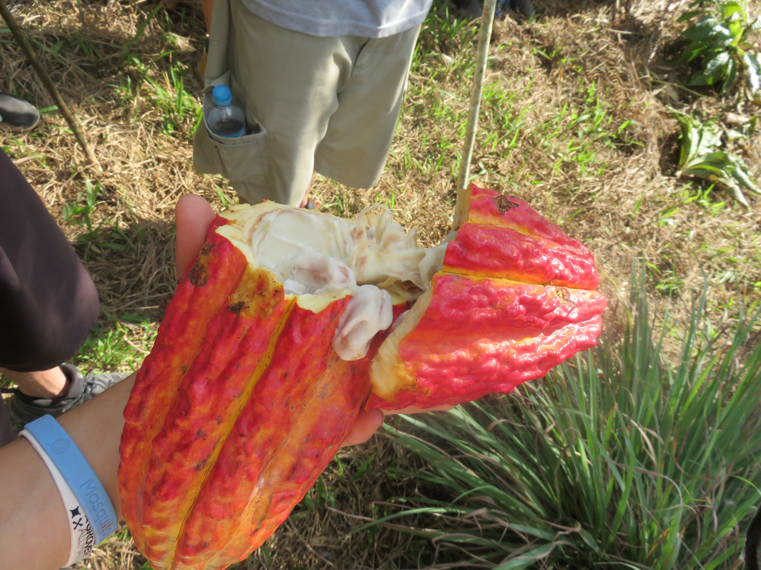 Cacao fruit is the bomb!