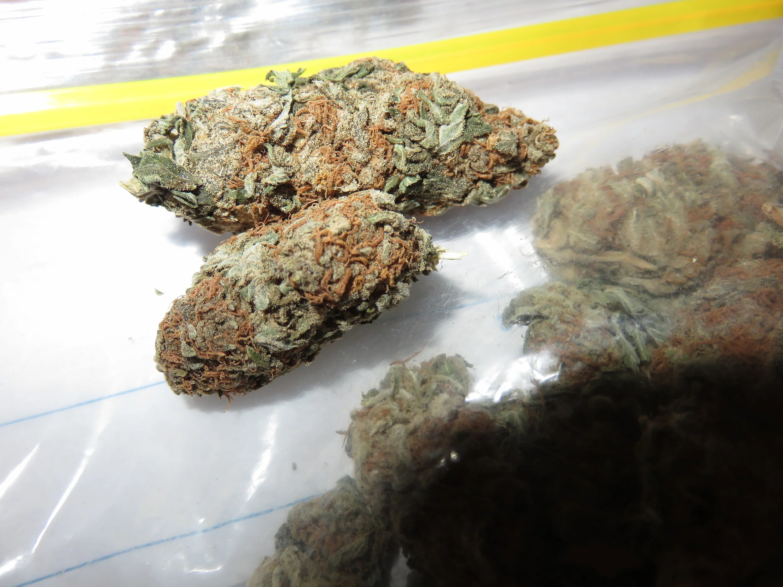 Is Weed Bad For You? | An Unbiased Perspective