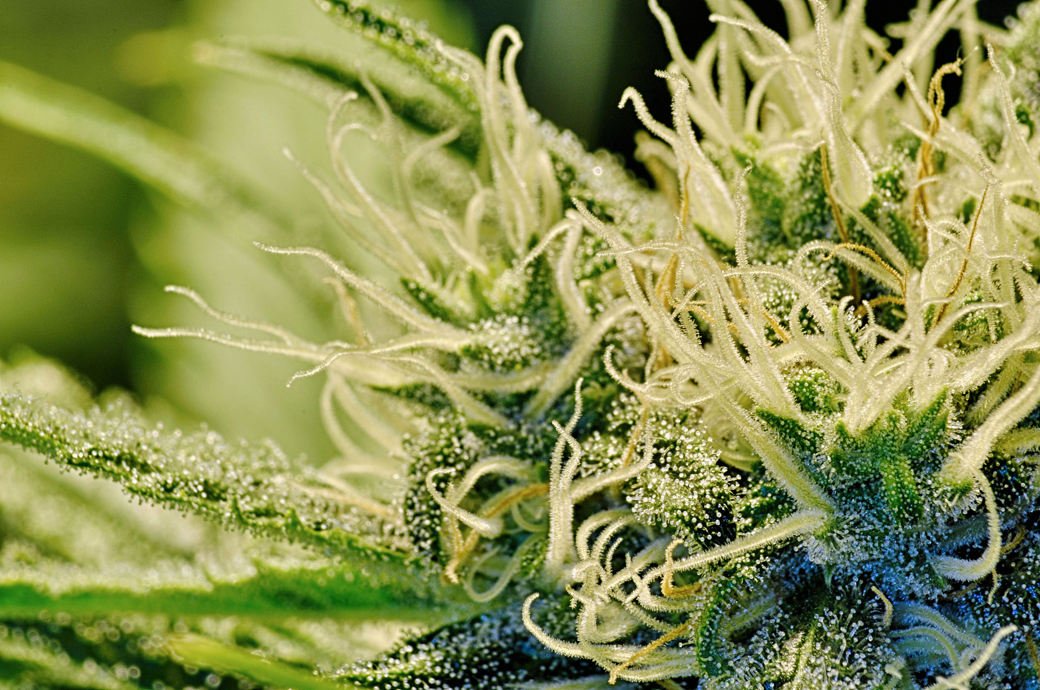 Beautiful Marijuana Strain Image Source: https://flic.kr/p/fBeqM4