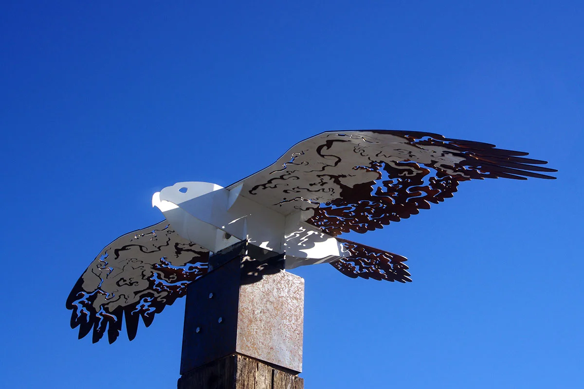 White Bellied Sea Eagle Homeward Currents