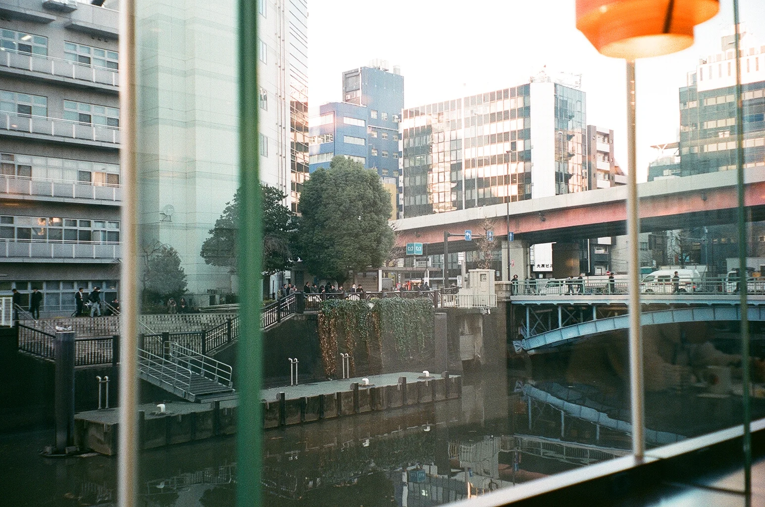Bird Against the Window