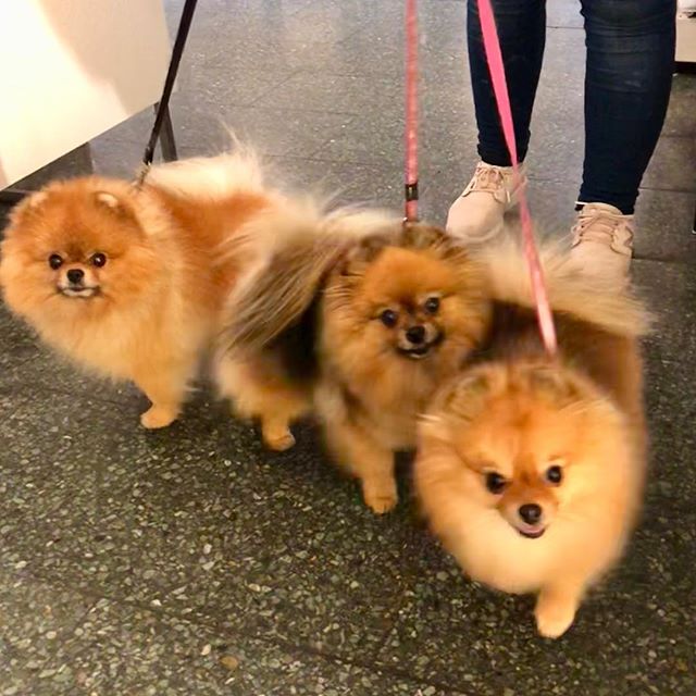 Denne flotte gjengen &oslash;nsker dere alle en super uke 😍#roykendyreklinikk #norge #pomeranian #dog #sweet #beautiful