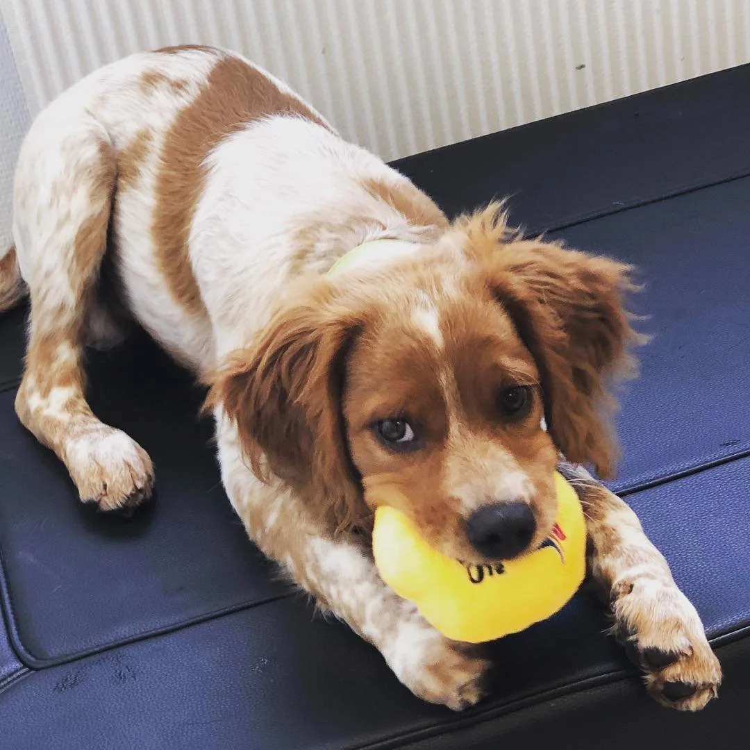 God helg alle sammen 😀Denne skj&oslash;nne valpen fant en hundeleke p&aring; 16. ukers vaksinen sin, lykke 🤩 #roykendyreklinikk #norway #cute #dog #breton #puppy