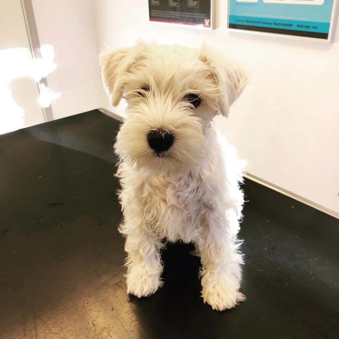 Se p&aring; denne lille sjarm&oslash;ren, som var p&aring; klinikken i dag og fikk 12. ukers vaksinen sin ❤️ #roykendyreklinikk #norge #dog #dvergschnauzer #cute #lovemyjob #veterinary #12weeks #puppiesofinstagram