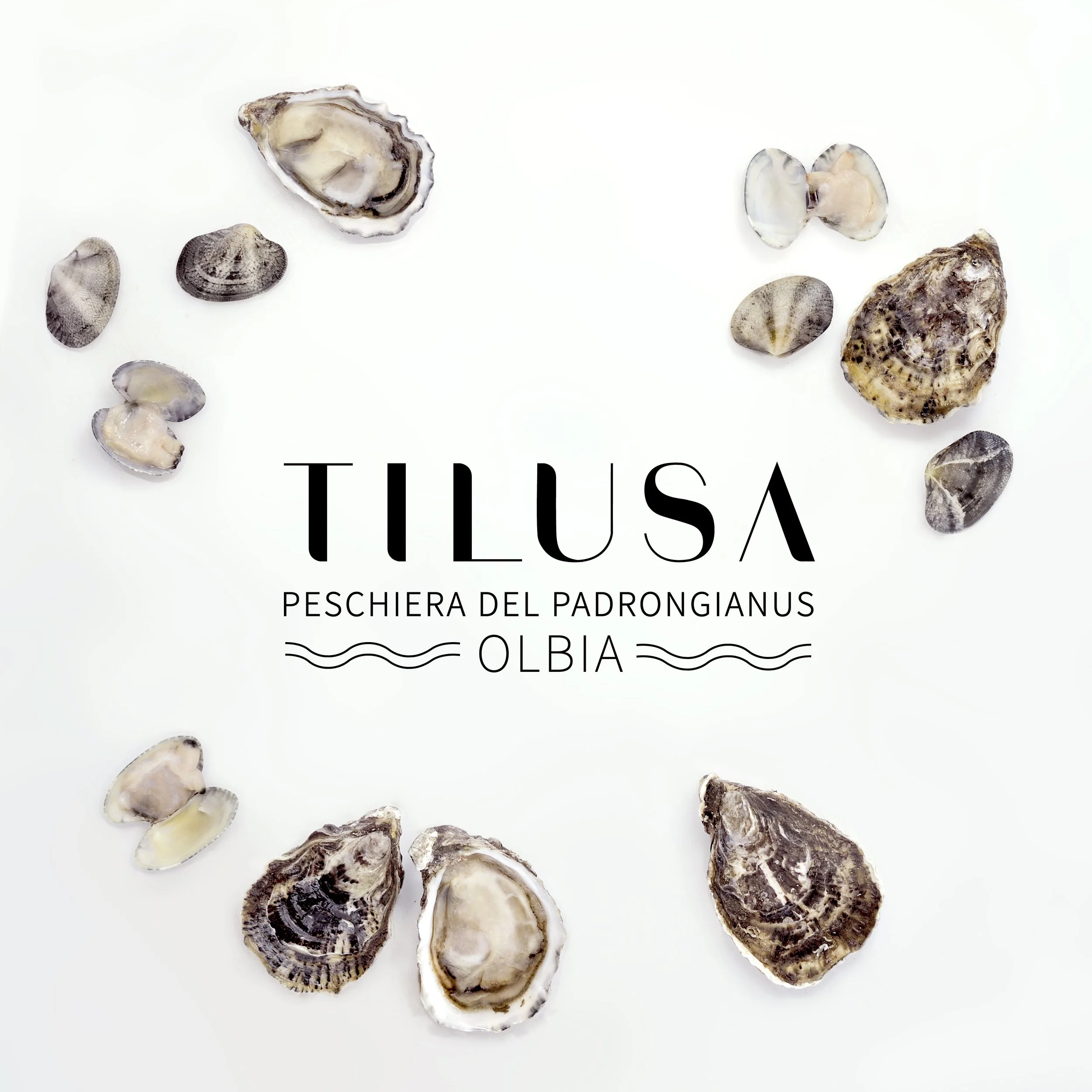 TILUSA OYSTER