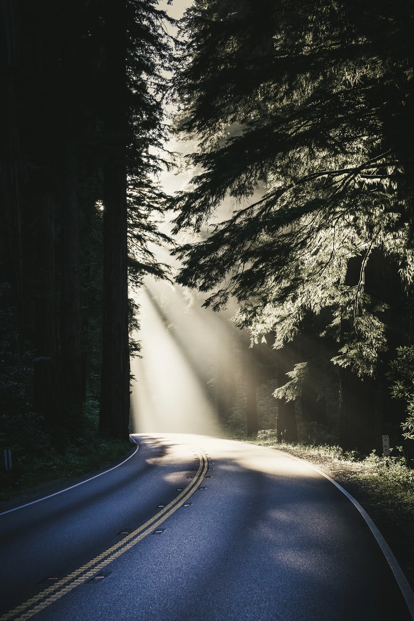 Redwood Forest