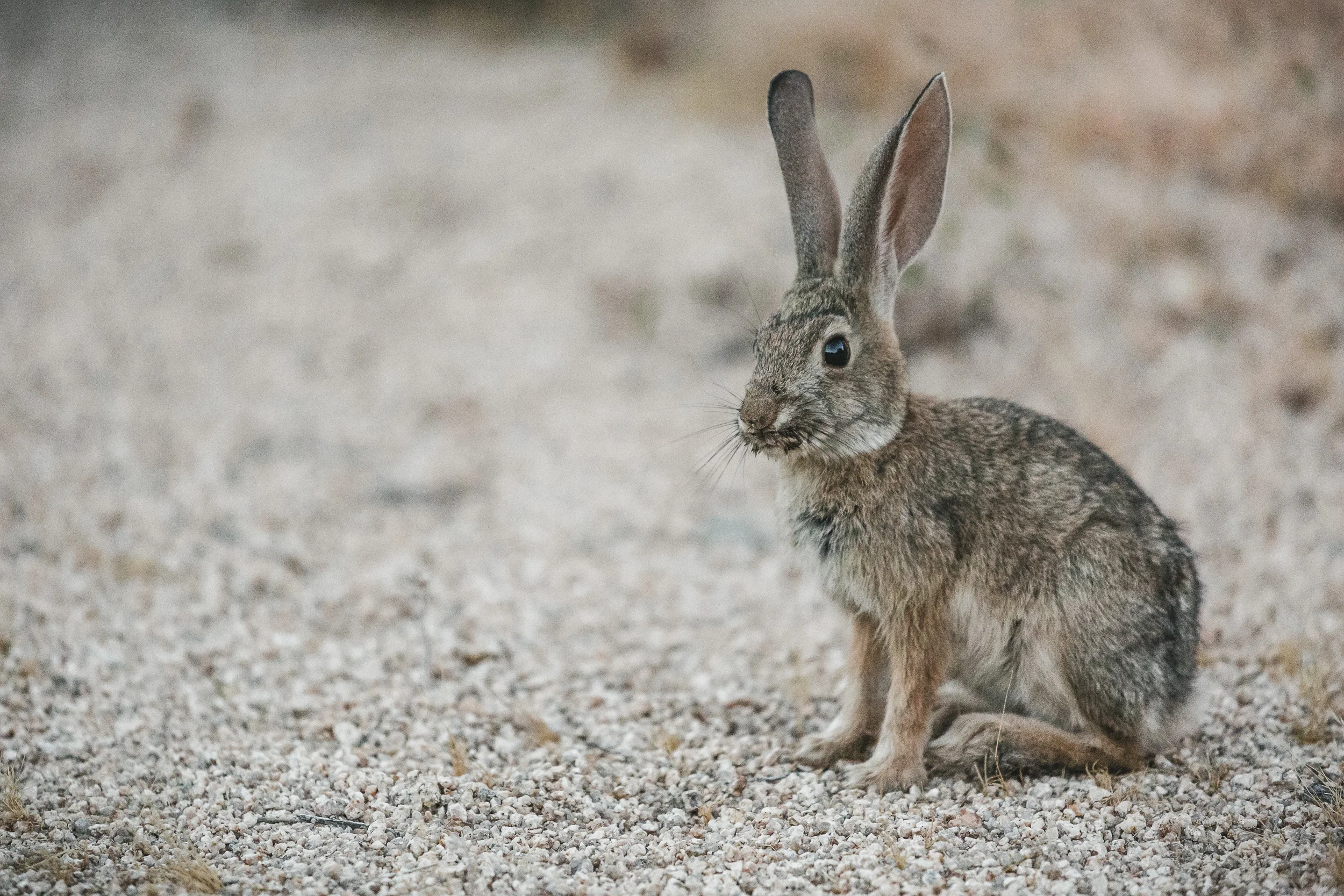 Wüstenhase