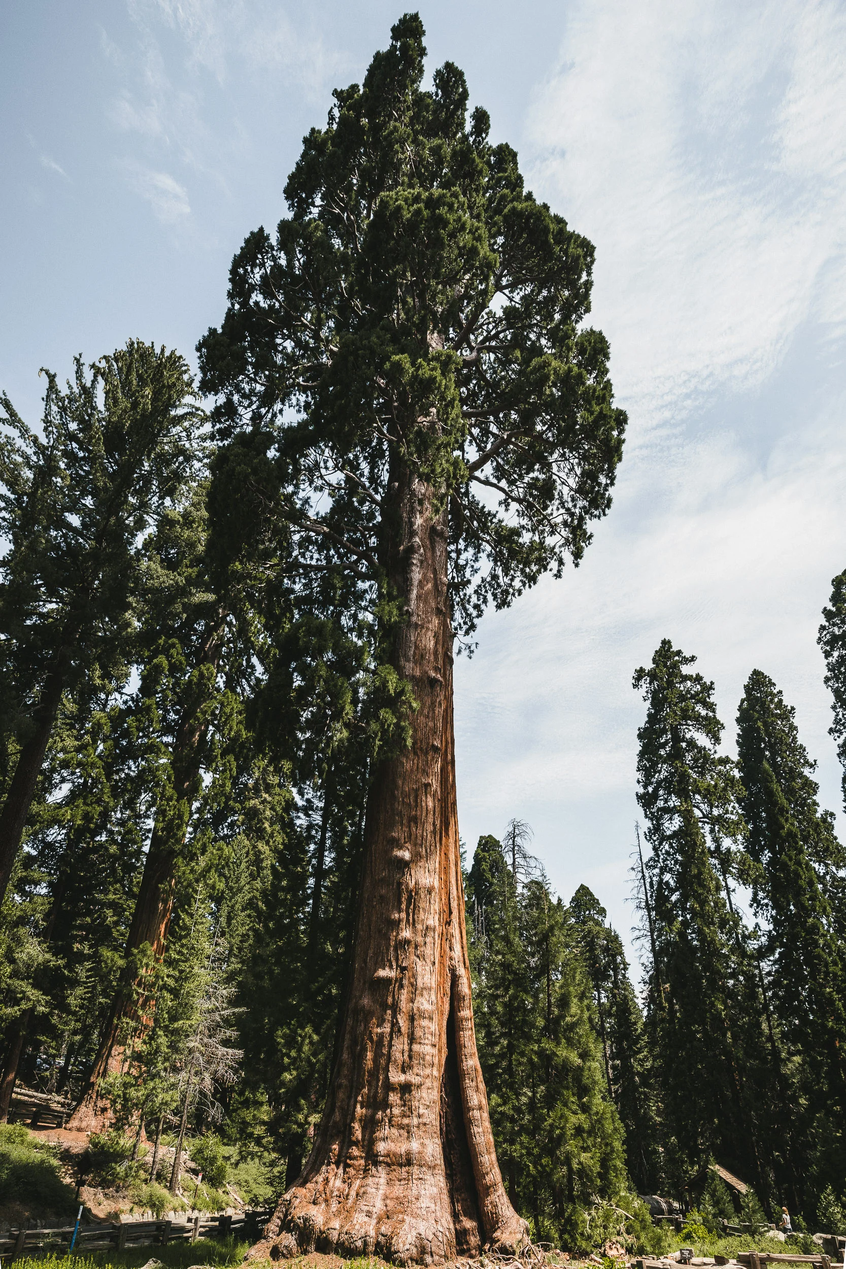 Sequioa Tree