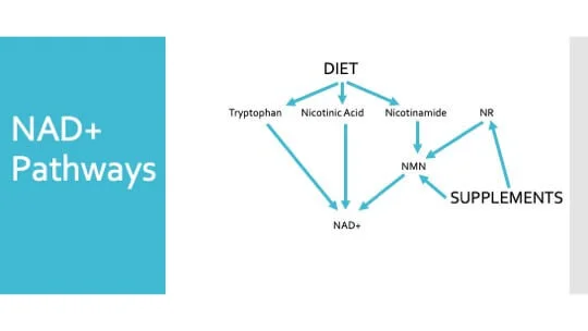 NAD-Pathways.jpeg