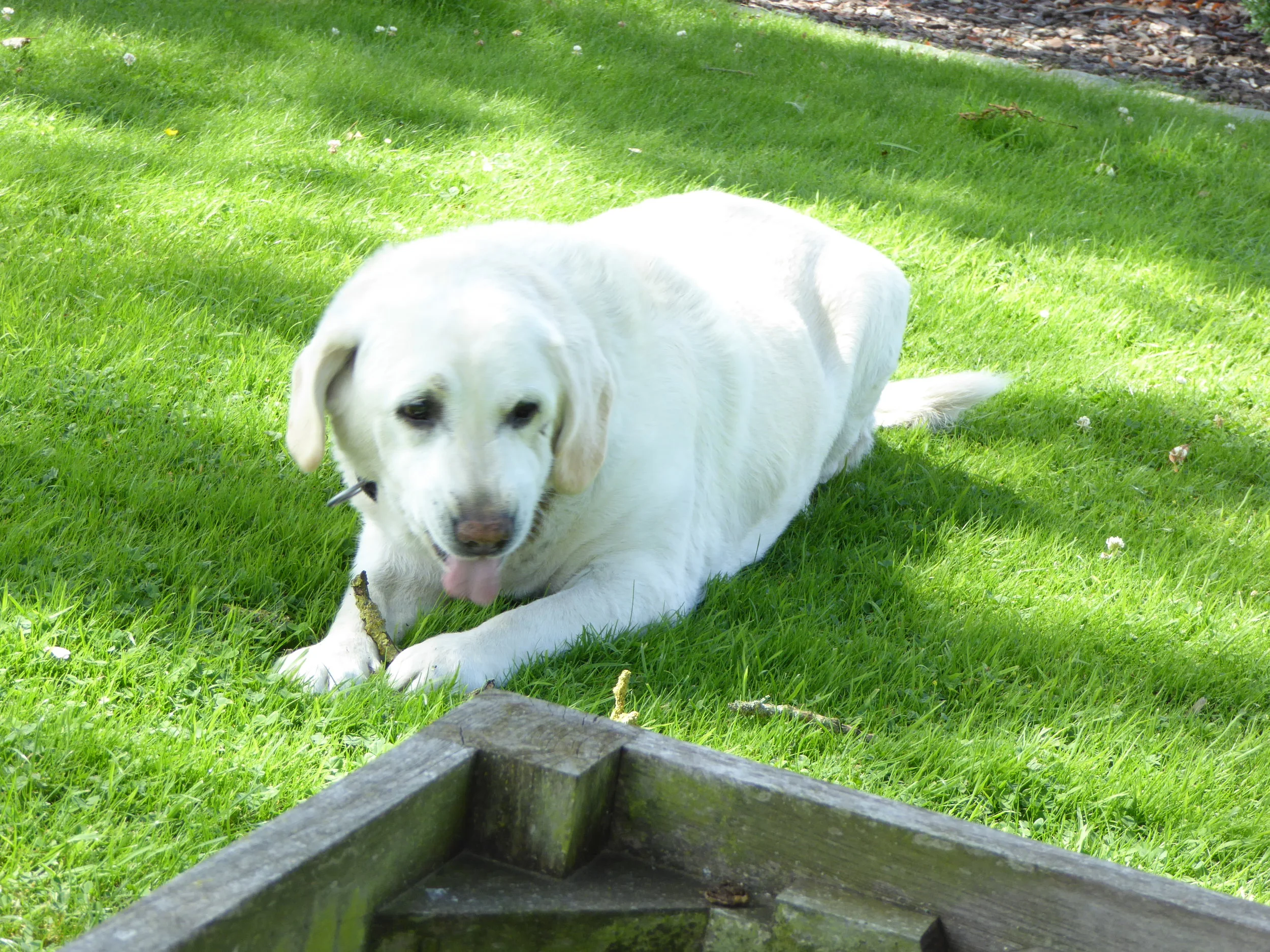 Dog who ate my lovely sandwiches