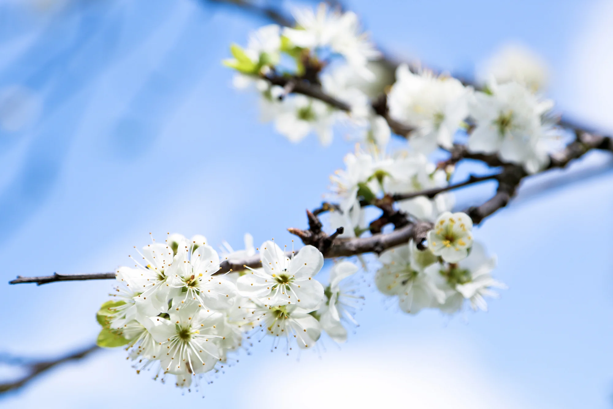 Spring Blossoms by Anesta Broad-300.jpg