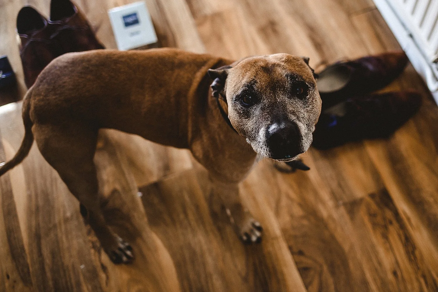 Moor Hall Wedding - Essex Wedding Photographer - Dogs at weddings