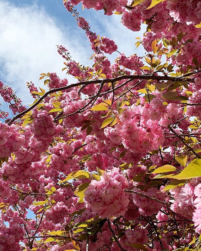 Welcoming spring 🌸☀️🌱#brooklynbotanicalgarden #sakura #brooklyn #spring