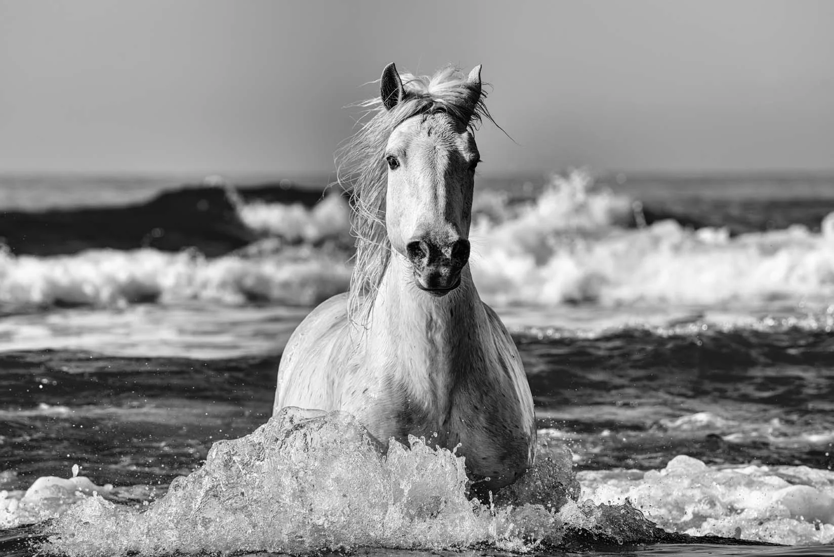 Camargue Sea Horse.jpg