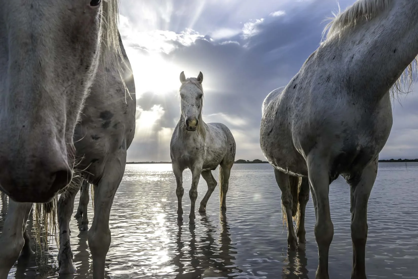 Camargue Tony 2017_2755.jpg