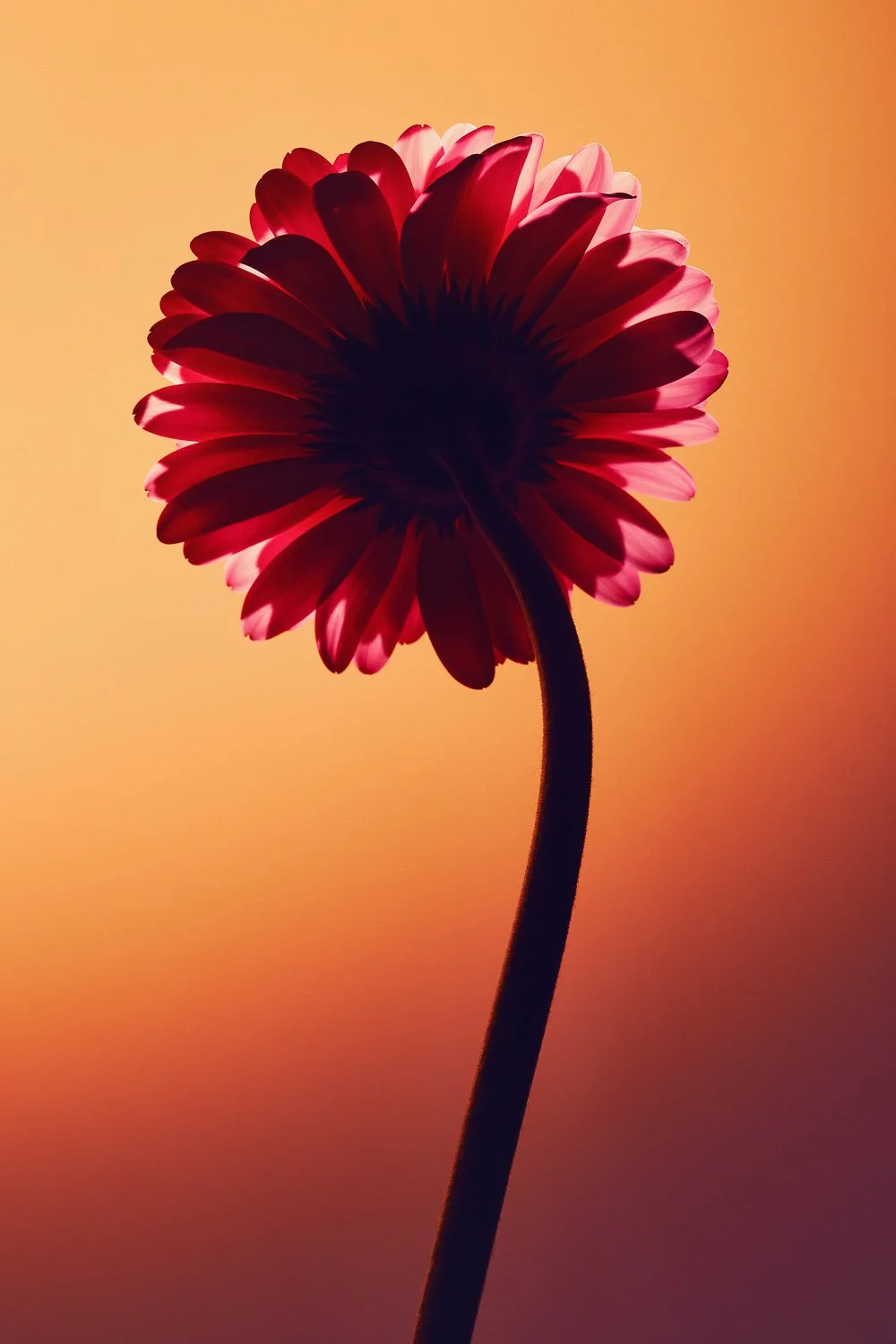 Flower_Backlight Svetic Luka.jpg