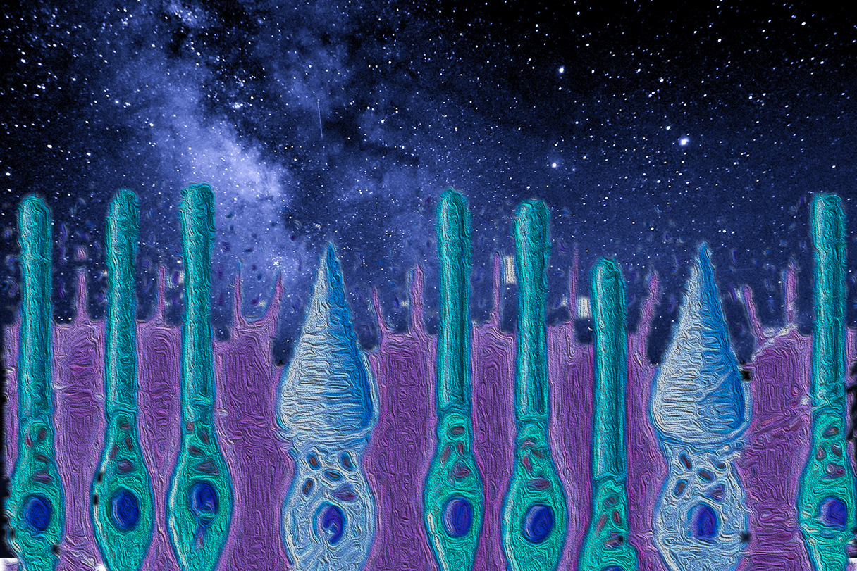 The eye's rod and cone cells contain light-sensitive photopigments.