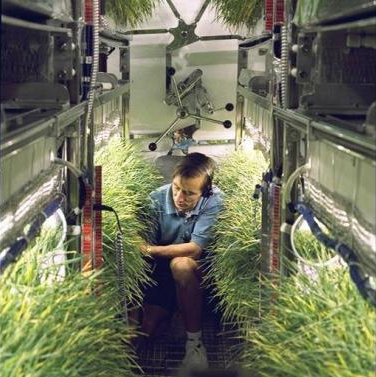 wheat_growth.png