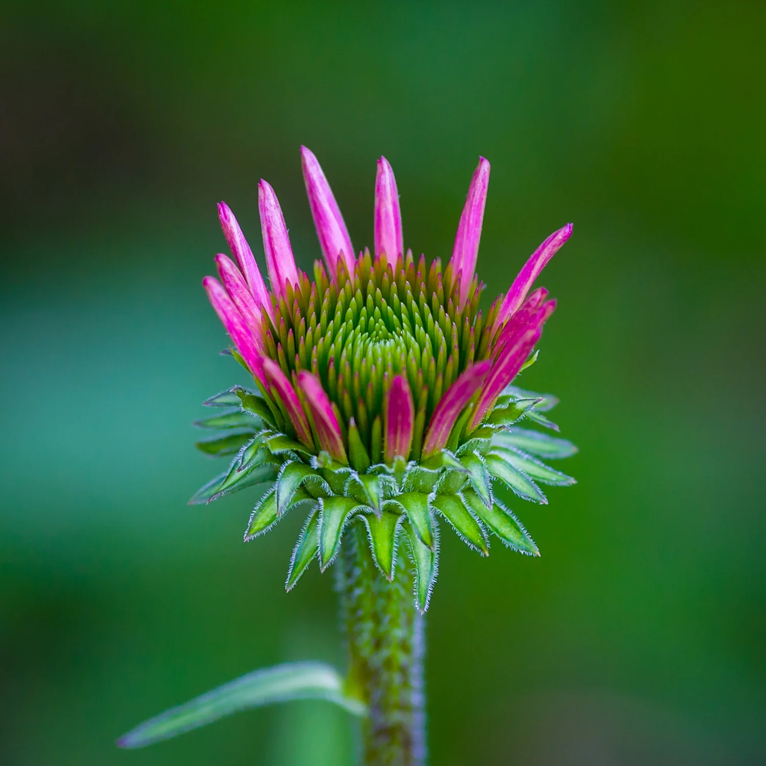 140704_IMMATURE__MG_2619.jpg