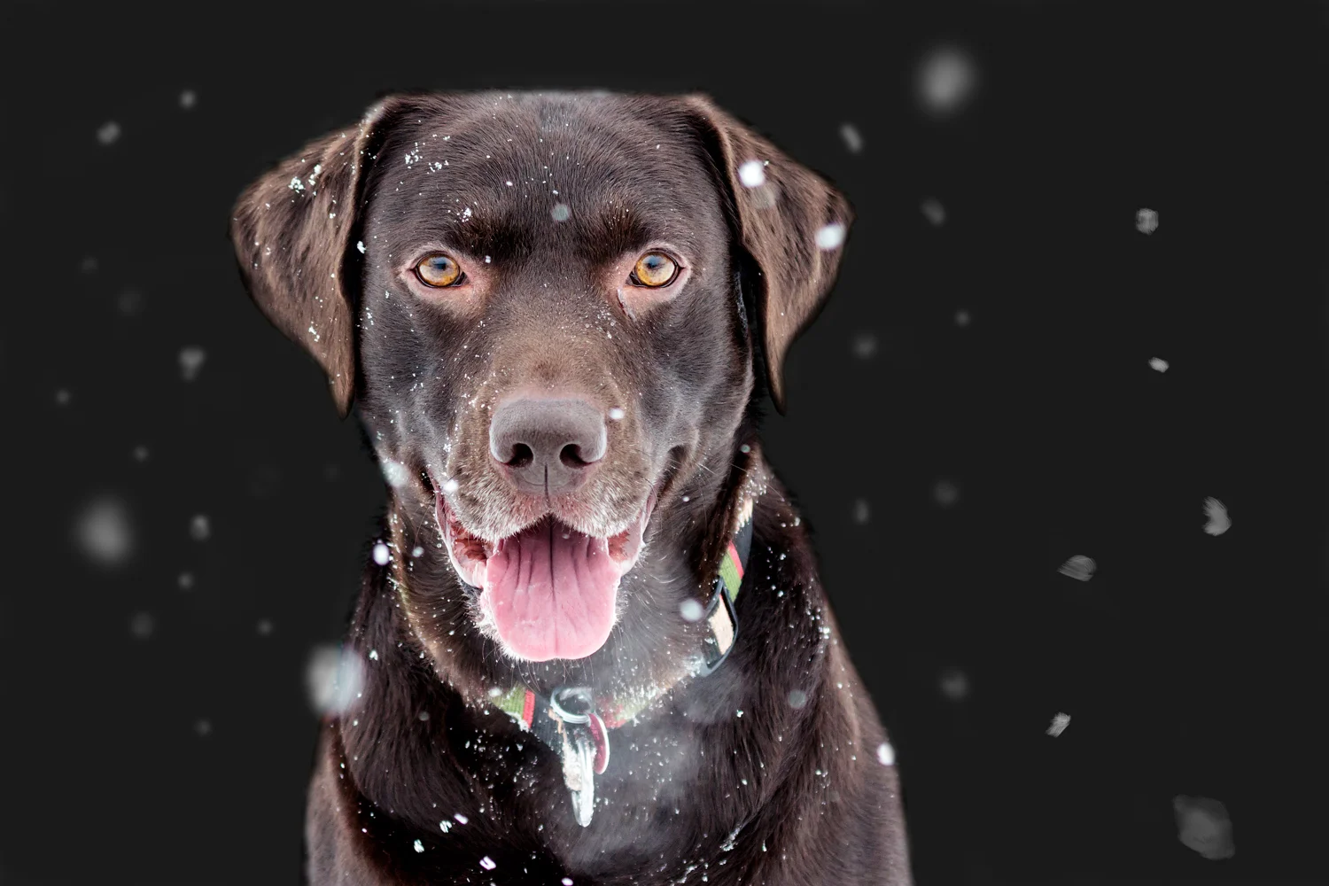 150328_Chocolate Lab Portrait In Black_CO1A1697-Edit.jpg