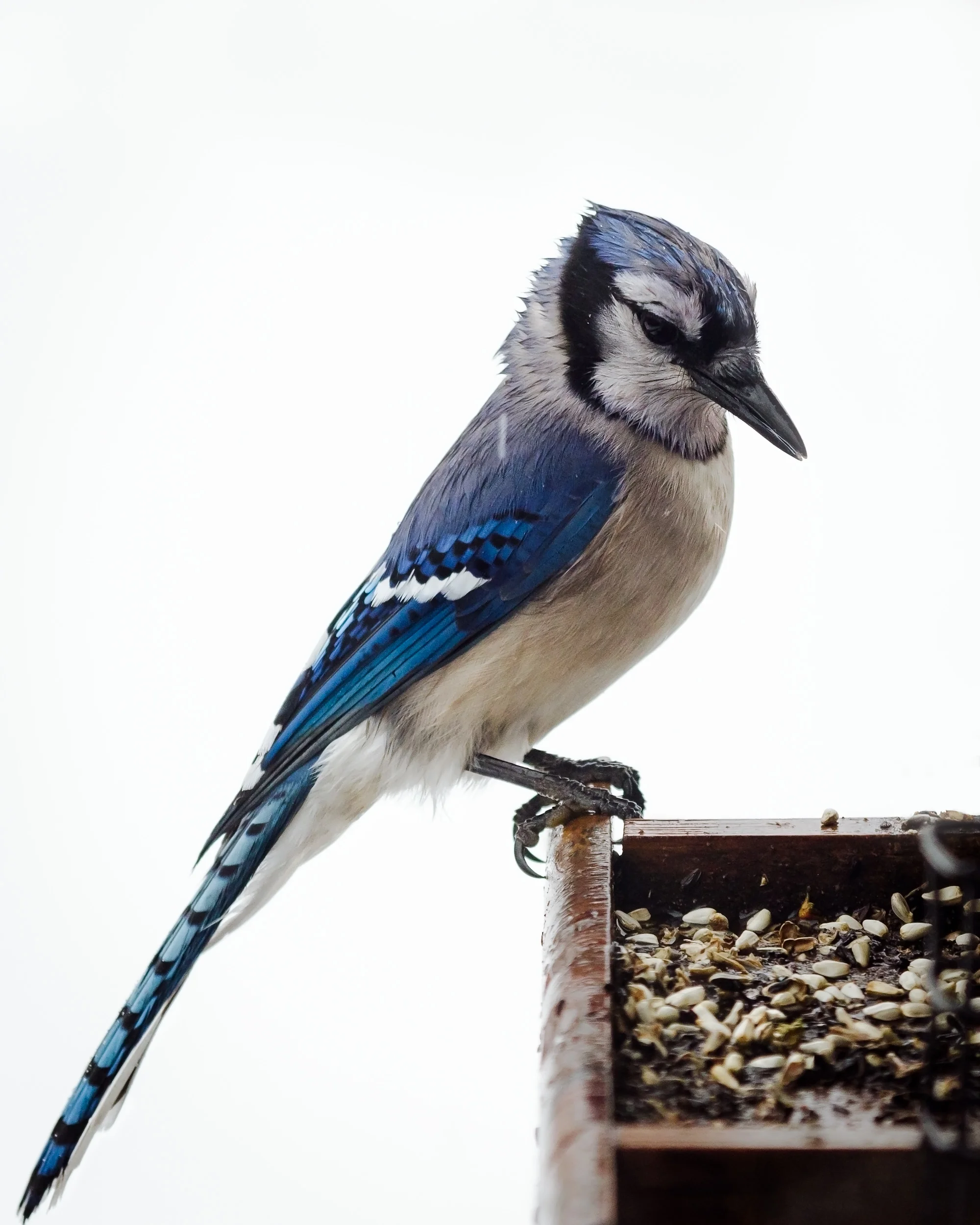 A Wet Blue Jay Corey Bourassa