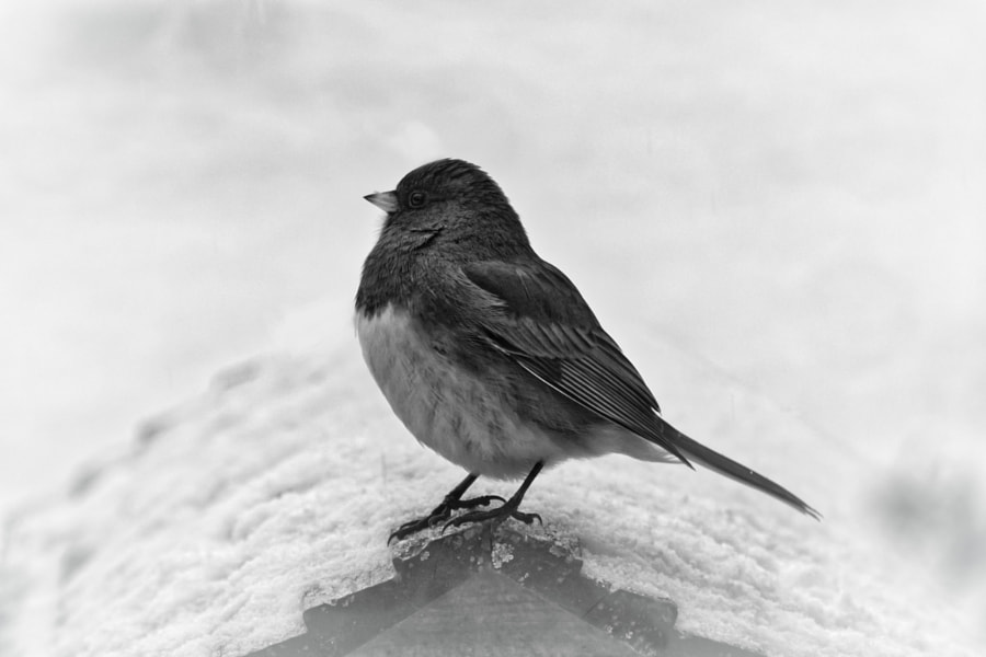 Dark-Eyed Junco in profile