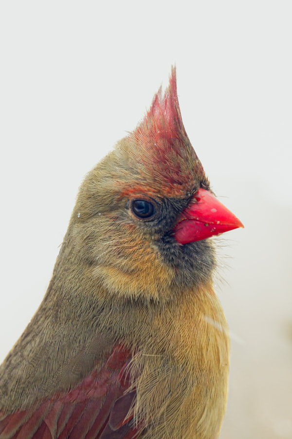 Female Northern Cardinal Portrait