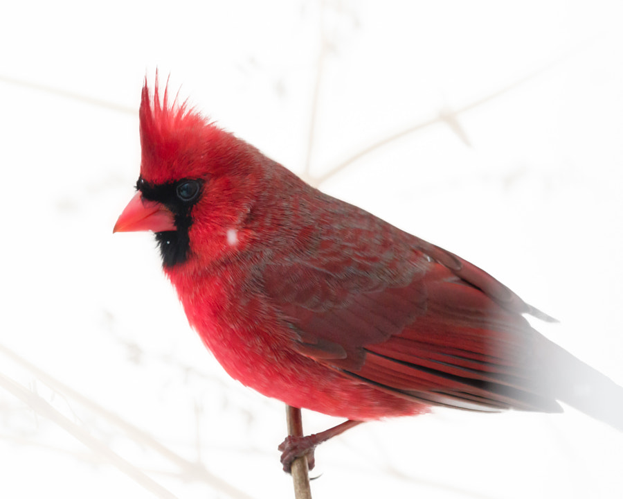 Male Northern Cardinal