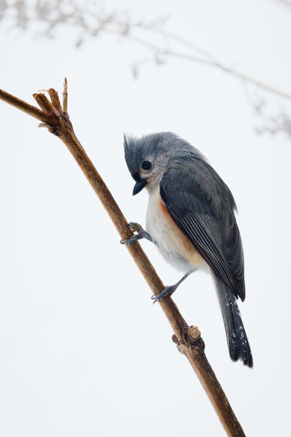 Tufted Titmouse in Winter