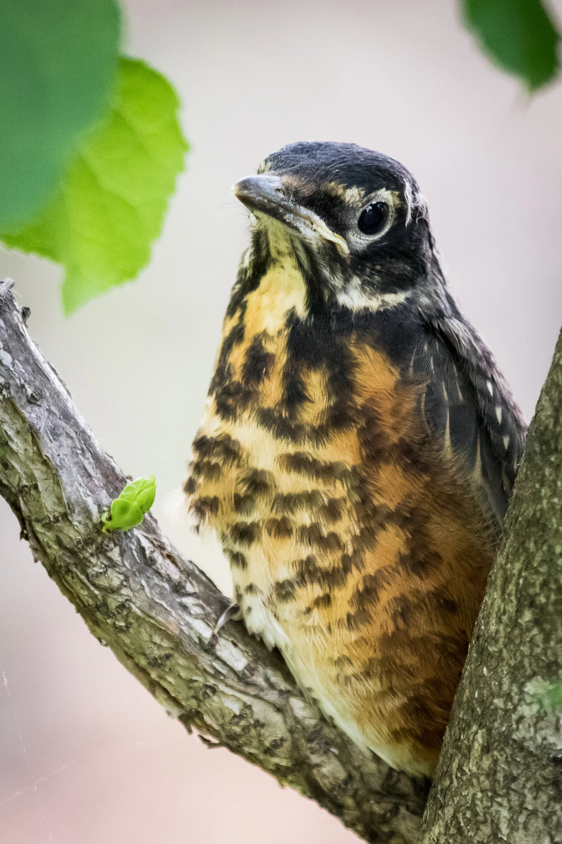 Juvenile American Robin — Corey Bourassa