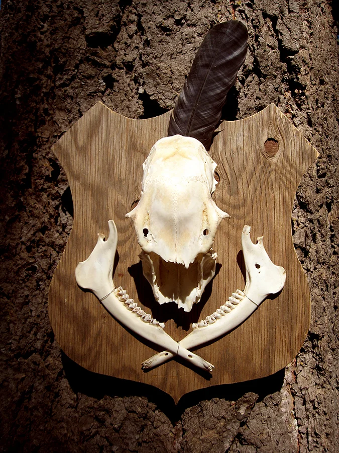 deer skull.jpg