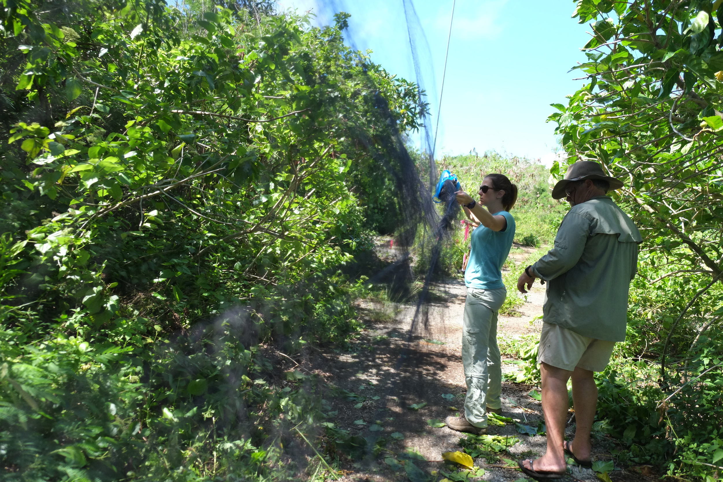  Kelly (bird curator at the Honolulu Zoo) and Peter (co-founder of Pacific Bird Conservation) set up mist nets 