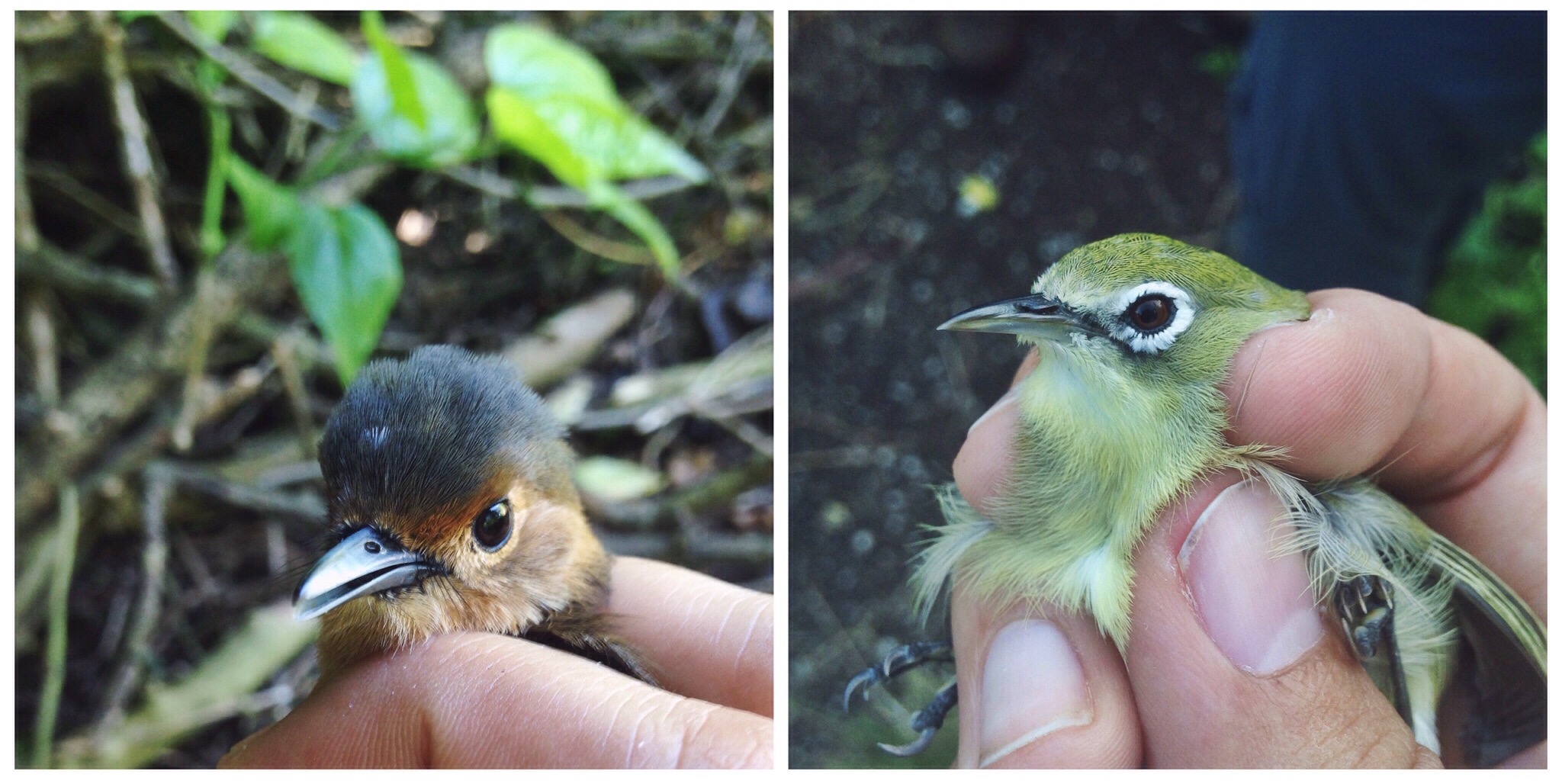  2015 target species: Tinian monarch and the bridled white-eye 